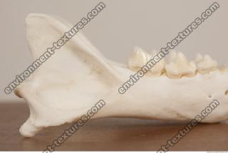 photo reference of skull 0086
